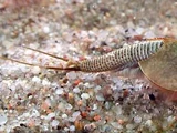 Tadpole Shrimp