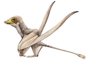 BelluBrunnus by Joschua Knüppe