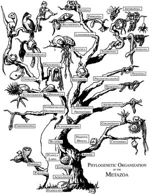 Metazoa.jpg