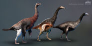 Nothronychus skins