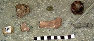 Fragments of I. bala; the fossils to the left are vertebrae and the fossil in the middle is the distal end of the femur