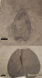 Telson of A. cummingsi (YPM 210099, top) and A