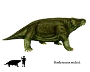 Bradysaurus seeleyi