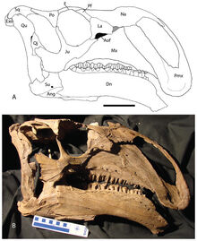 Choyrodon skull