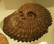 Protrachyceras