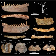 Garjainia jaw fossil.jpg.png (630 KB)