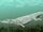 Remingtonocetus