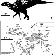 Huehuecanauhtlus skeletal