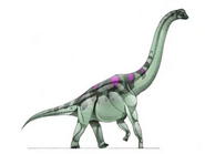 Atlasaurus