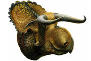 Nasutoceratops