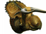 Nasutoceratops