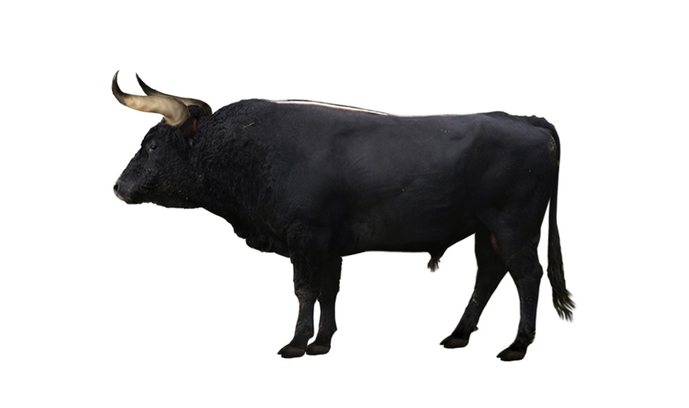 aurochs wild bull