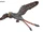 Changchengornis