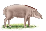 Miotapirus