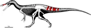 Protathlitis skeletal