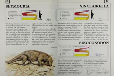 Sinoconodon
