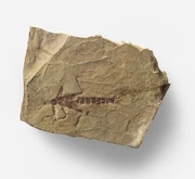 Insects-mesoleuctra-fossilized-lacustrine-clay-9488393