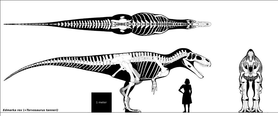 TYRANNOUSAURUS REX paleoartistic reconstruction -  Portugal