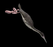 Hesperornis.jpg (18 KB)