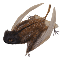 Luopterus Pteros Transparent