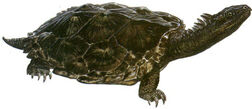 Proganochelys quenstedti