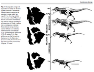 Tyrannosaurus Species T. rex, T. regina, T