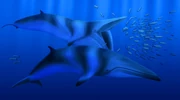 Art impression of Balaenoptera bertae