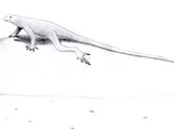 Bavarisaurus