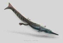Cricosaurus.jpg