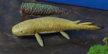 Dipnorhynchus