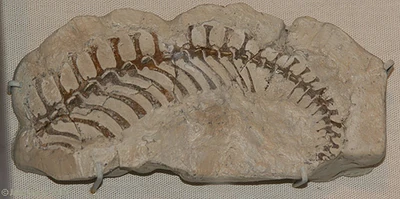 Dolabrosaurus