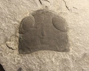 Head of A