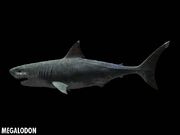 Megalodon closeup.jpg