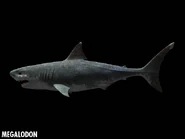 Megalodon closeup.jpg (11 KB)