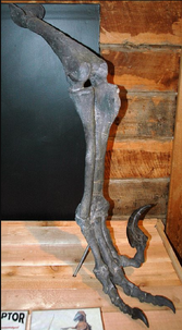 Right leg fossil of Utahraptor.png