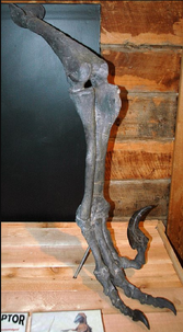 Right leg fossil of Utahraptor