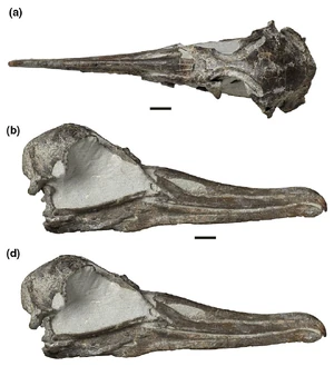 Aldiomedes angustirostris