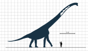 800px-Sauroposeidon Scale Diagram Steveoc86