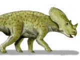 Brachyceratops