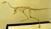 Skeleton of Mononykus