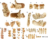 A Picture Showing Pliobates Fossils