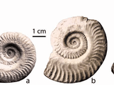 Hildoceras