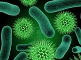 Bacteria