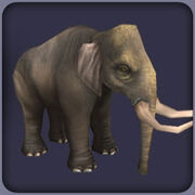 DwarfSicilianElephant F