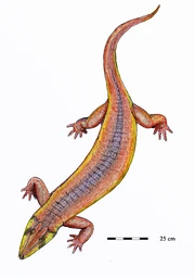 Dromotectum spinosum