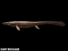 Tylosaurus-0