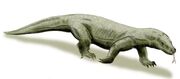 Varanus priscus skull