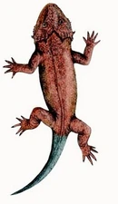 Lanthanosuchus wastoni.