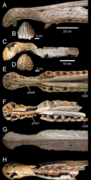 Spinosaurus snouts versions