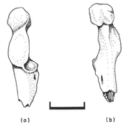 Illustration of dorsal (a) and interal (b) views of a left caracoid of Cimolopteryx sp.
